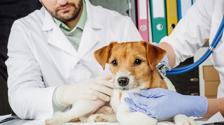 Common Dog Diseases