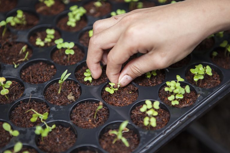 Dutch Seeds Shop review: growing marijuana seeds