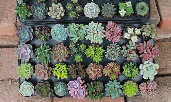 The Succulent Source Review