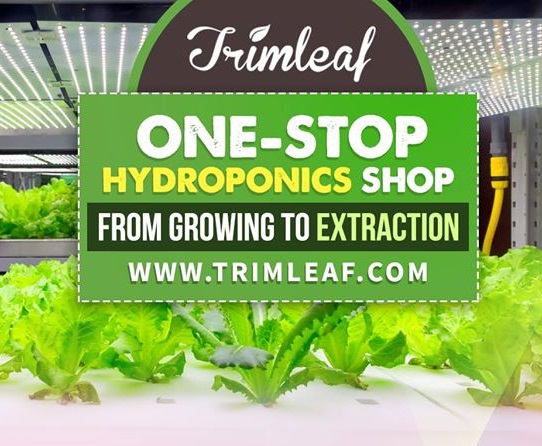 Trimleaf review on Hydroponics System