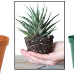 Leaf & Clay review
