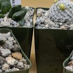 Planet Desert review