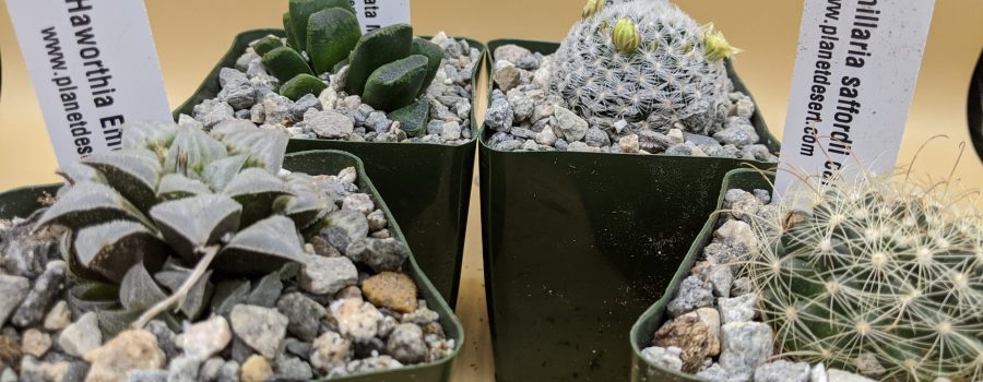 Planet Desert review