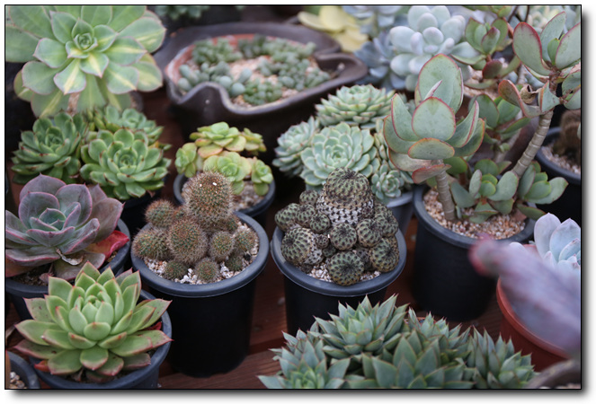 Planet Desert review