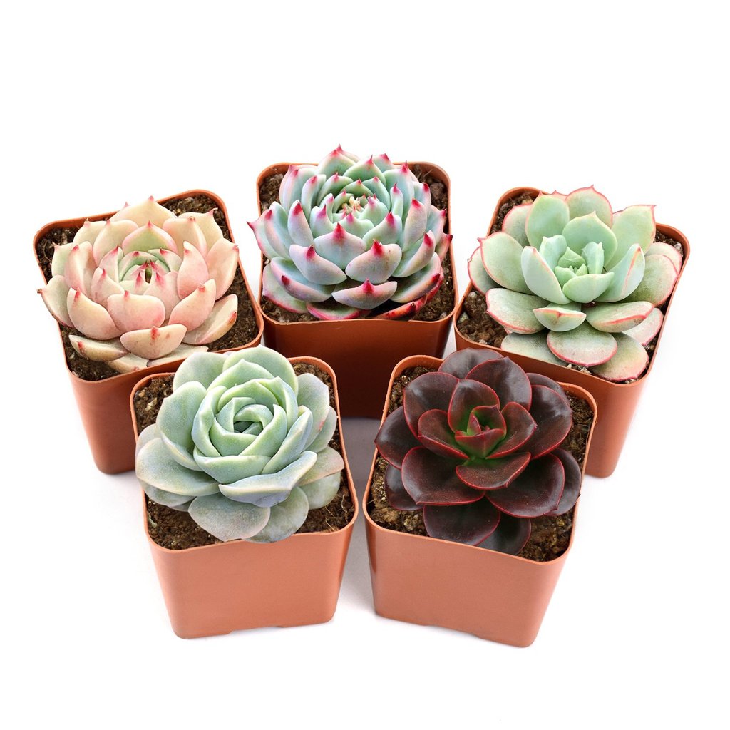 Thanksgiving gift ideas 