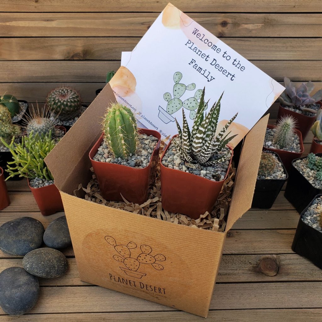 Succulents best gift ideas for husbands