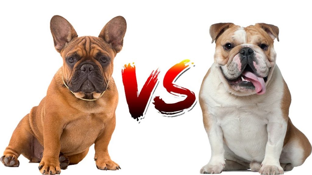 French Bulldog vs English Bulldog