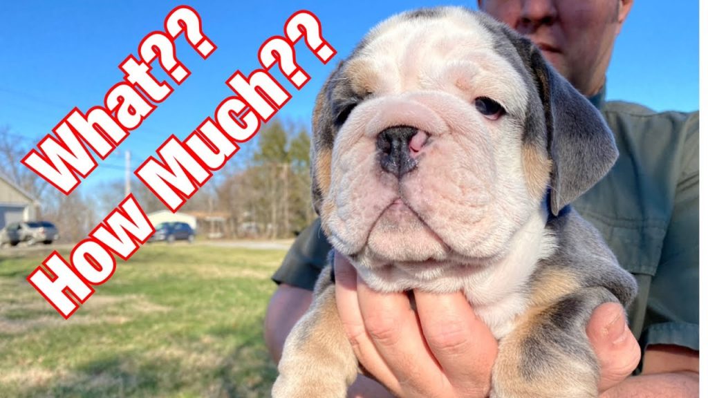 How much is a bulldog