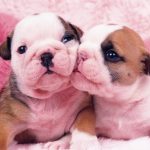 How Much Is A Bulldog
