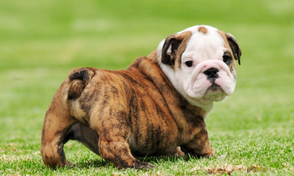 How much is a bulldog