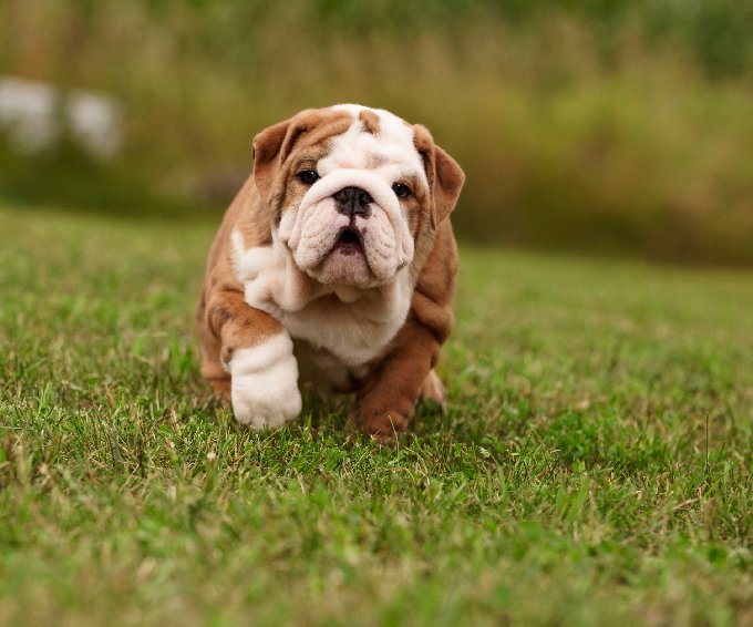 How much is a bulldog