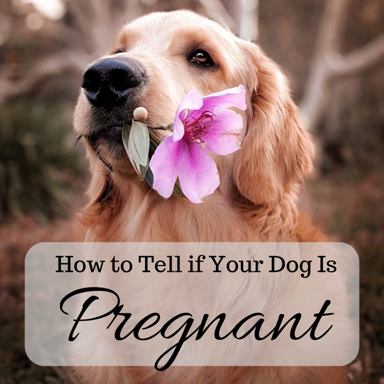 How To Tell If Your Dog Is Pregnant 3