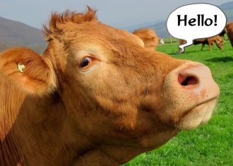 Talk to the cows - Weird New Year customs