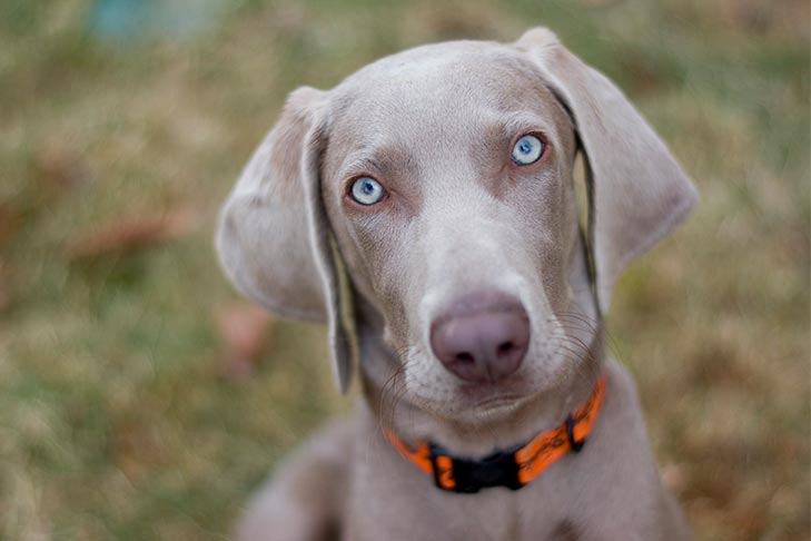 Why Does My Dog Stare At Me? Here’re 8 Reasons