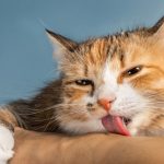why does my cat lick me