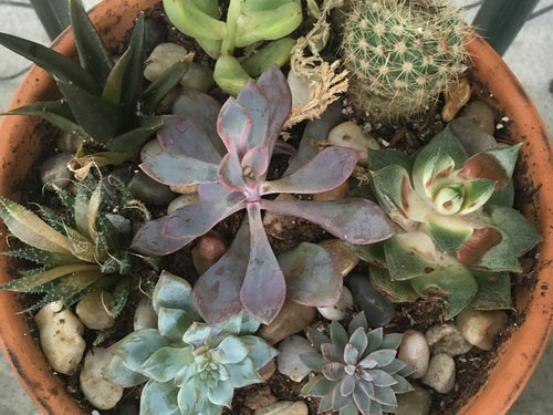 Succulents Depot review