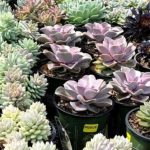 Succulents Depot review