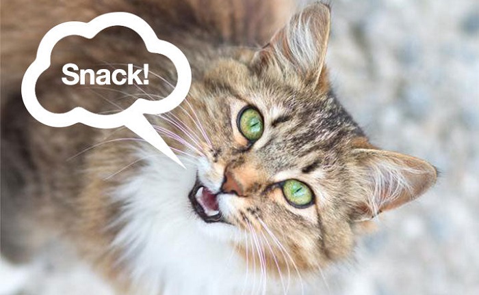 Why Is My Cat Meowing So Much 