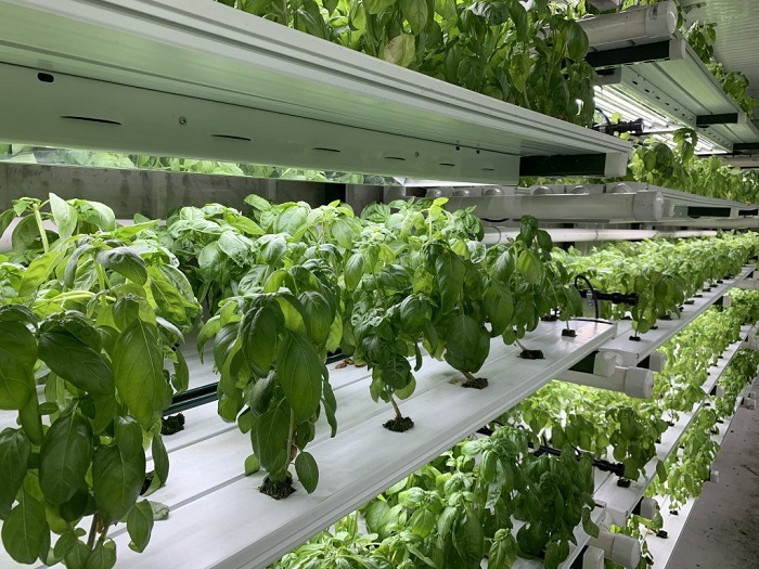 advantages of hydroponics